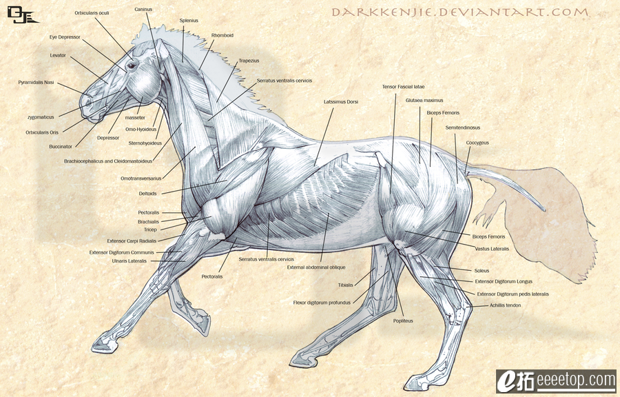 horse_muscles_anatomy_by_darkkenjie.png