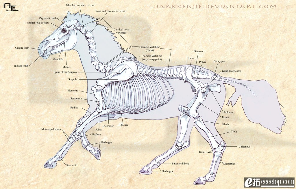 horse_skeletal_structure_by_darkkenjie.jpg