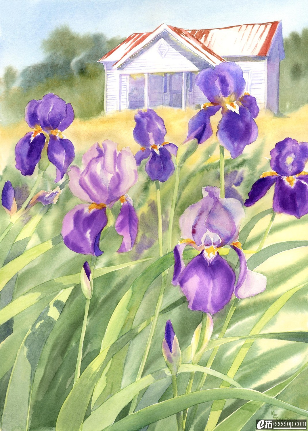 Faded Elegance White Farmhouse with Purple Iris giclee print.jpg