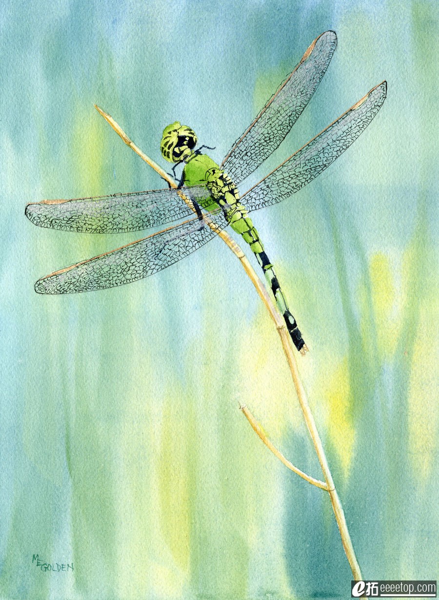Green Dragonfly giclee print from a watercolor.jpg
