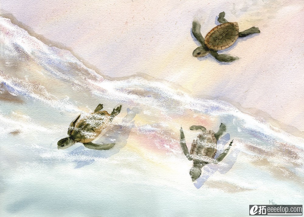 Wait for Me baby sea turtles rush to the ocean.jpg