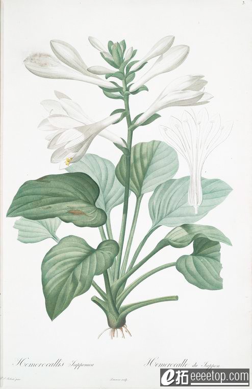 005 Hemerocallis japonica.jpg