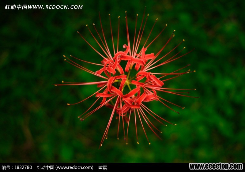 Redocn_2012120611045478.jpg