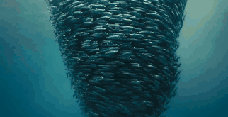 bc74dbee0277c90df80f7597f7aace37.gif