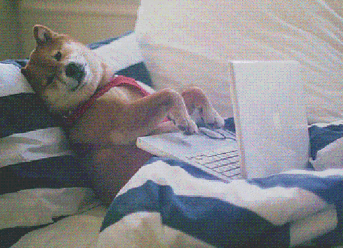 010c7c502cafc1add1c423ba68e5a426.gif
