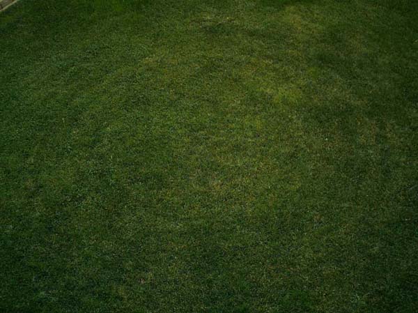 grass_by_beautelle_stock.jpg